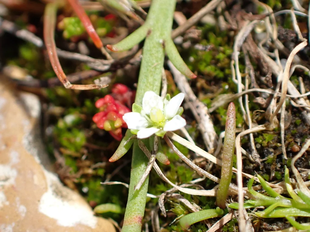 Sagina Subulata