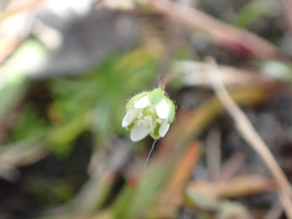 Sagina Subulata