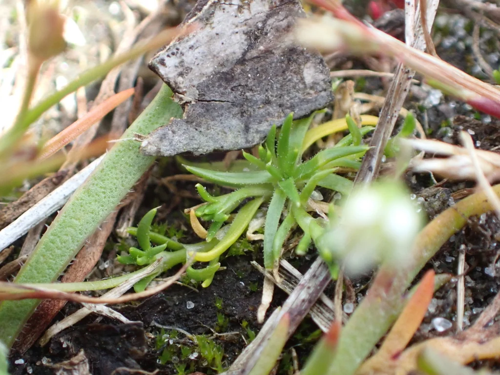 Sagina Subulata