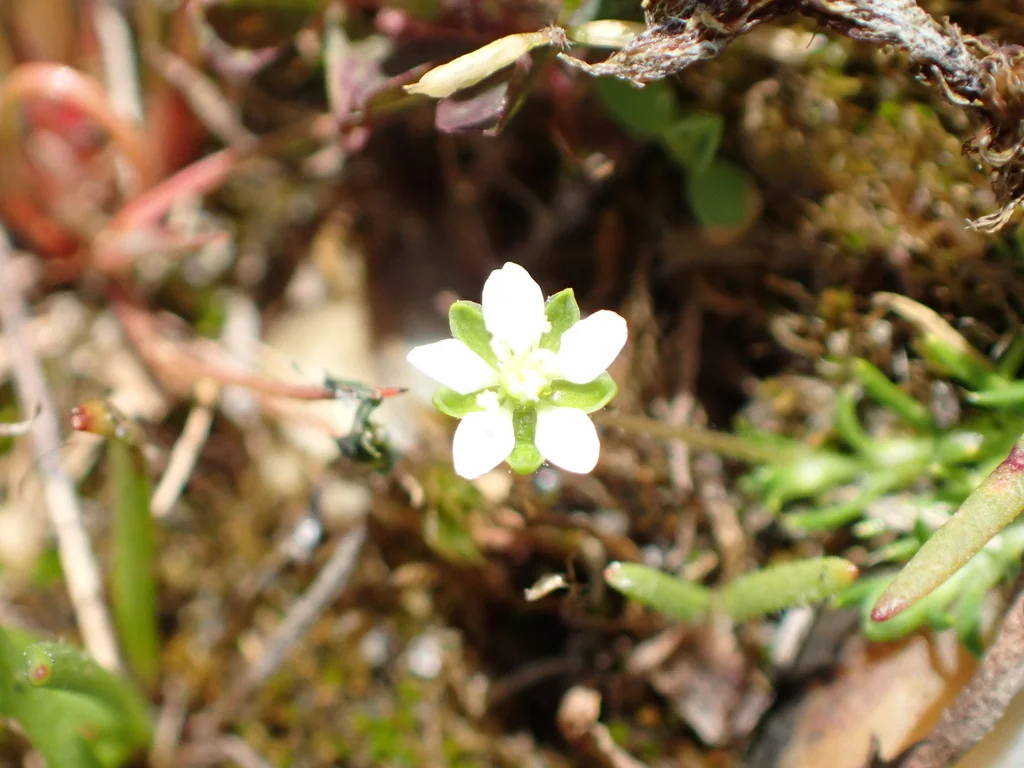 Sagina Subulata