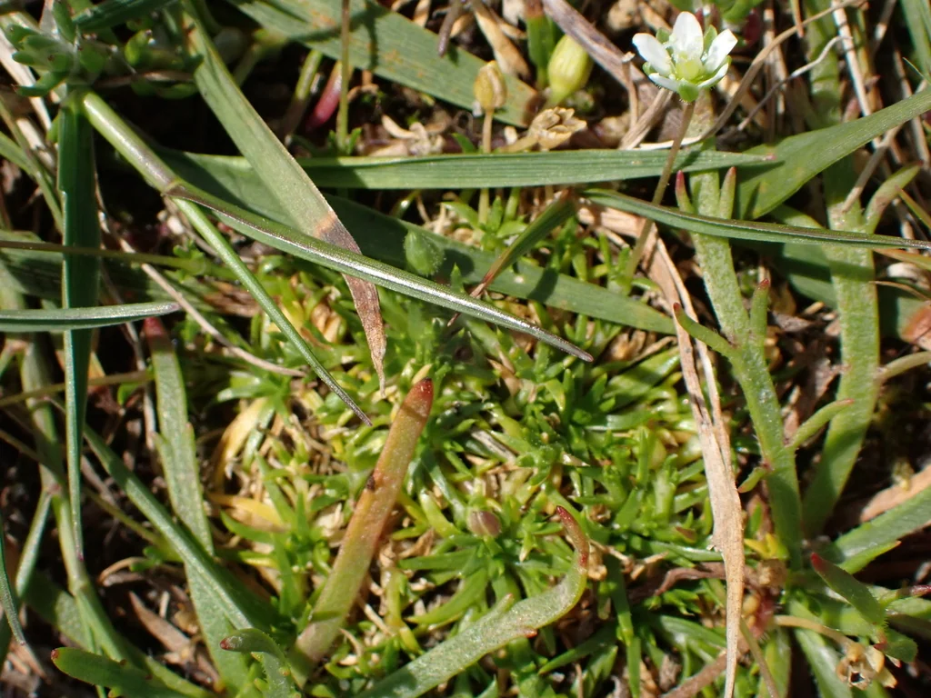 Sagina Subulata
