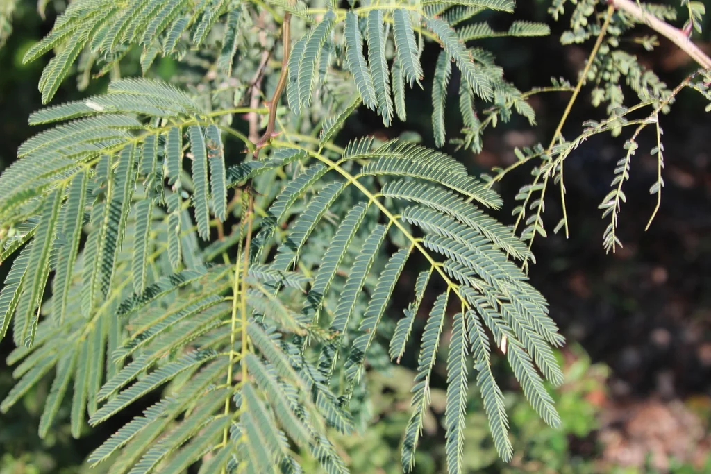 Acacia Galpinii