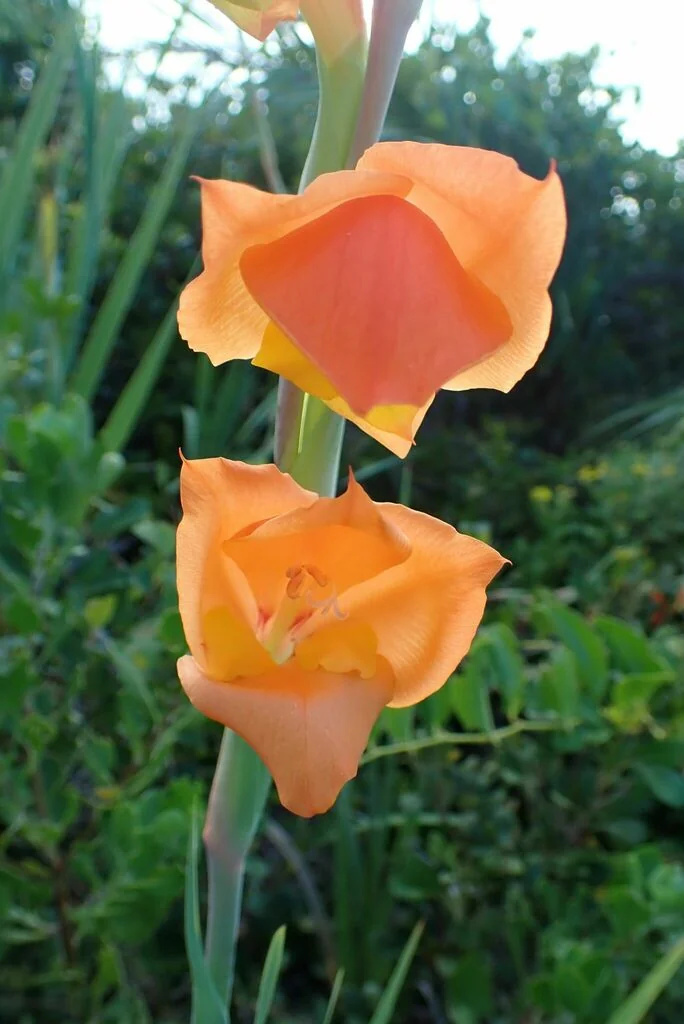 Gladiolus Dalenii