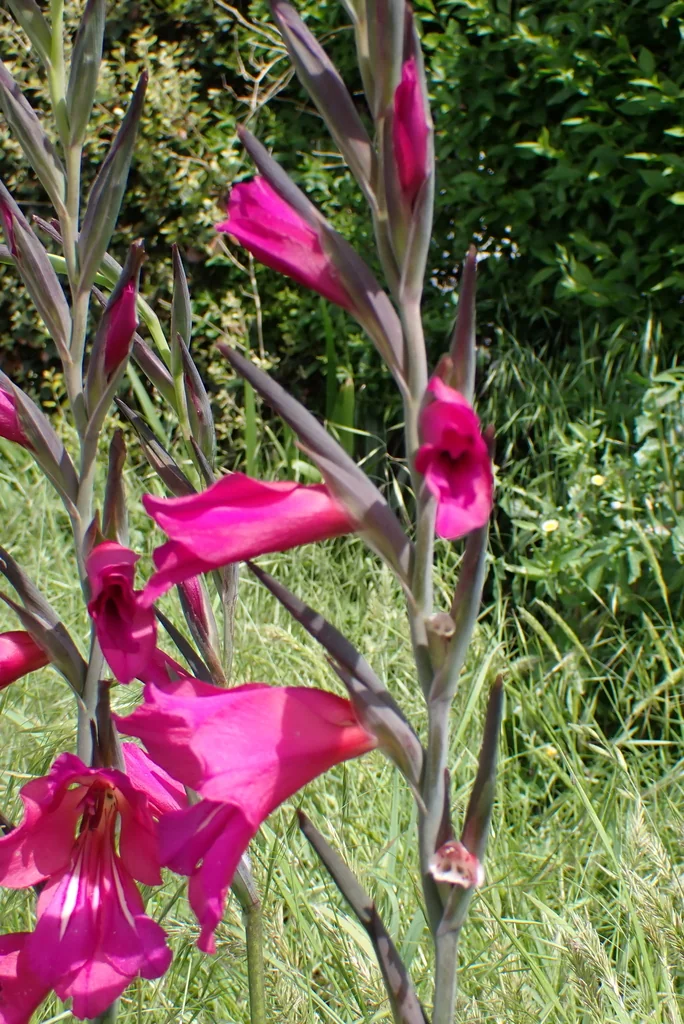 Gladiolus Communis
