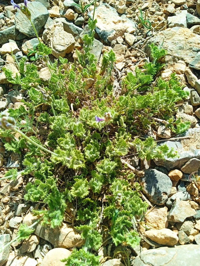 Lavandula Multifida