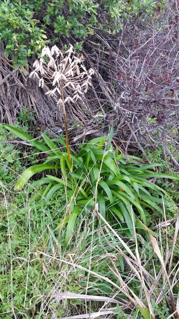 Agapanthus Praecox Orientalis