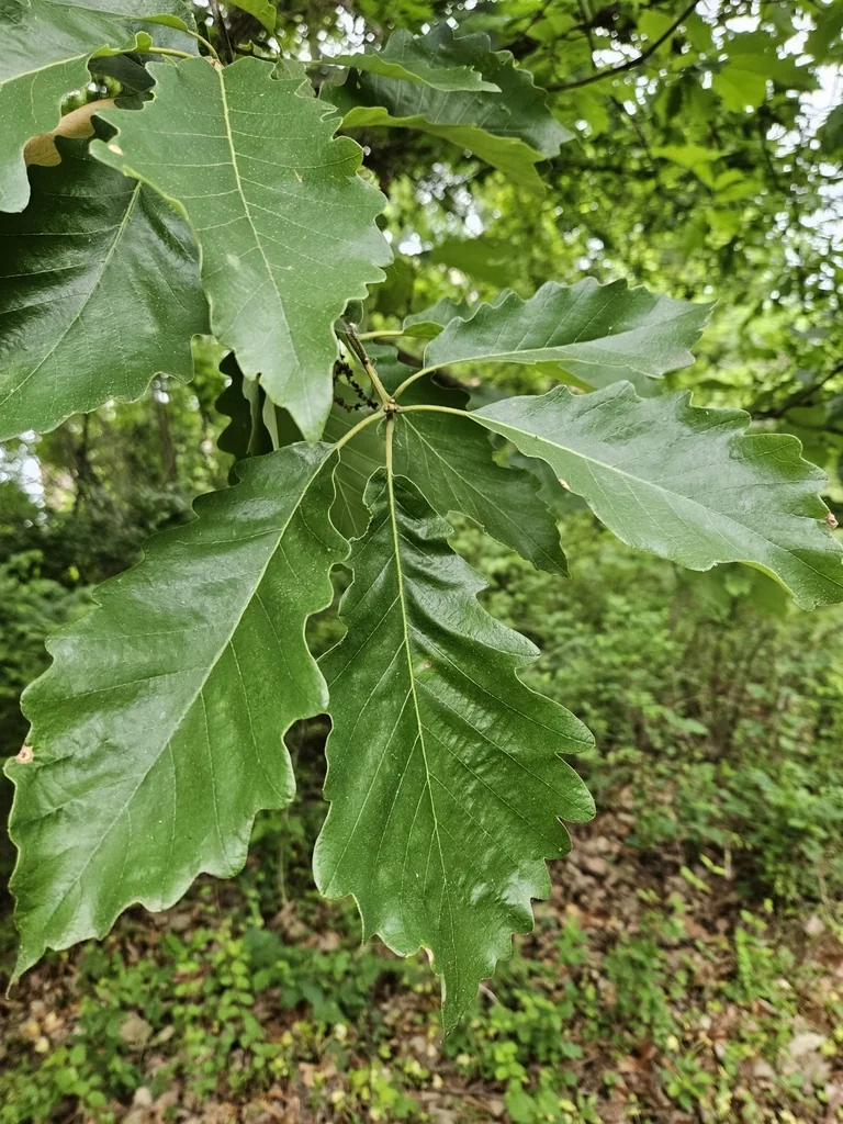 Quercus Michauxii