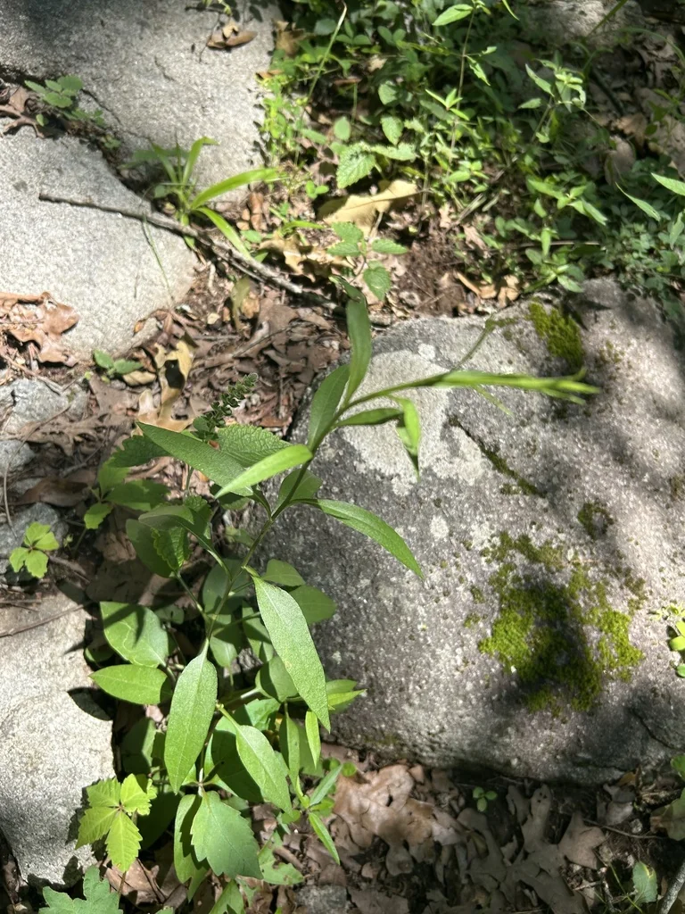 Symphyotrichum Oolentangiense