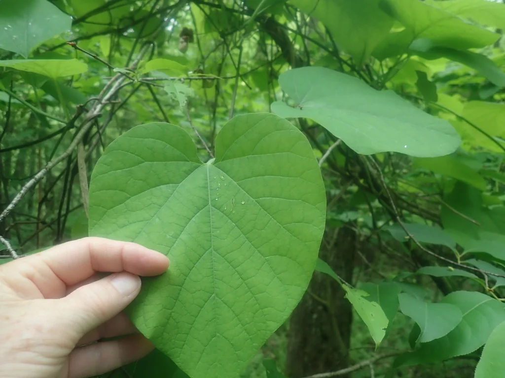Aristolochia Durior