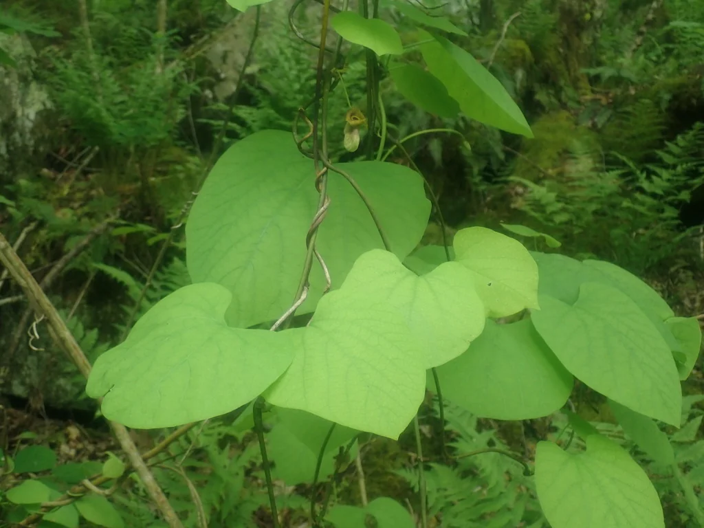 Aristolochia Durior