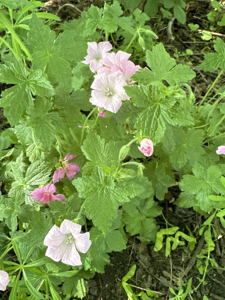 Geranium Endressii