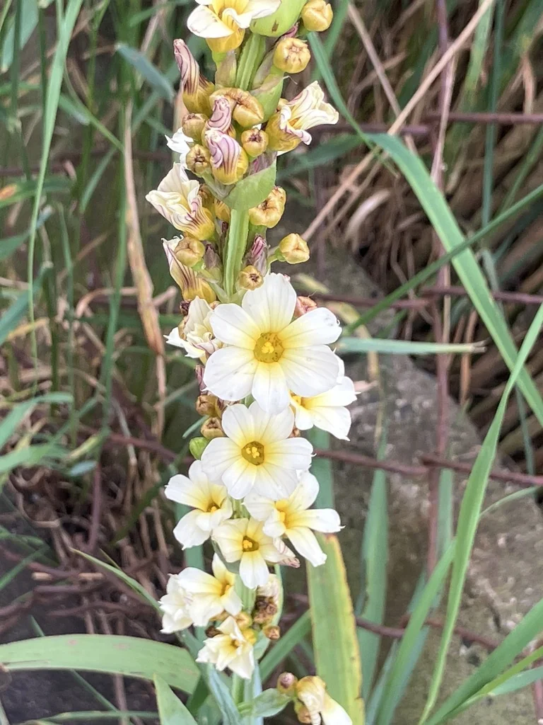 Sisyrinchium Striatum
