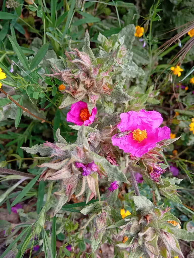 Cistus Crispus