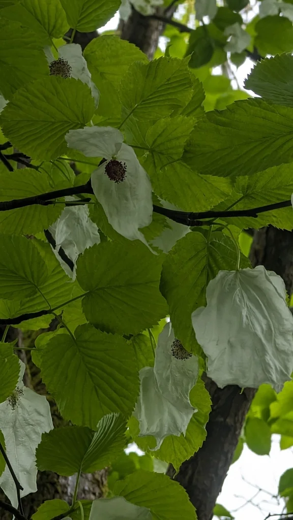 Davidia Involucrata