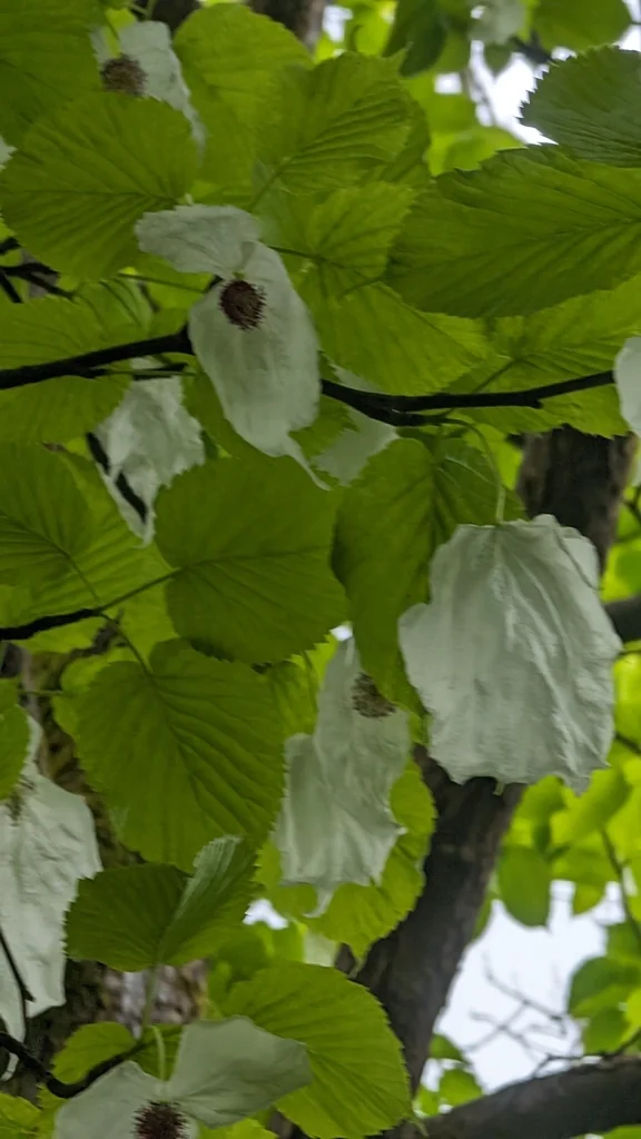 Davidia Involucrata