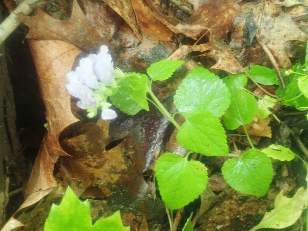 Meehania Cordata