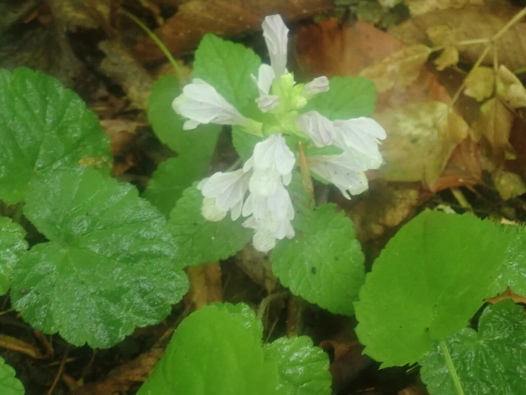 Meehania Cordata