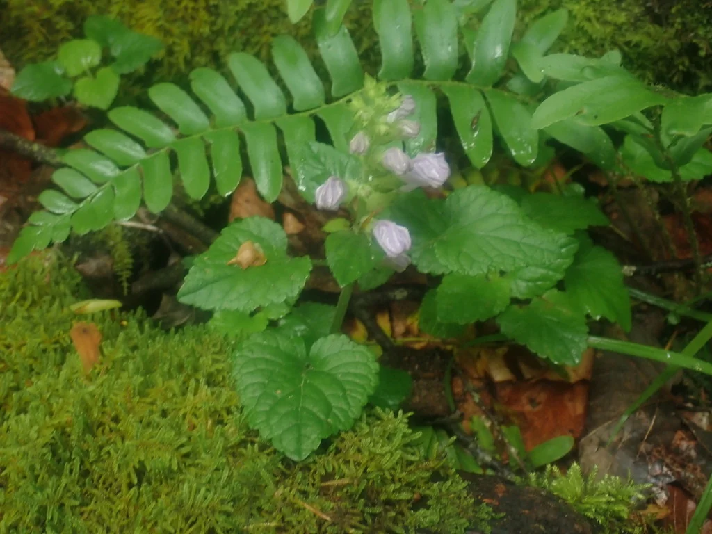 Meehania Cordata