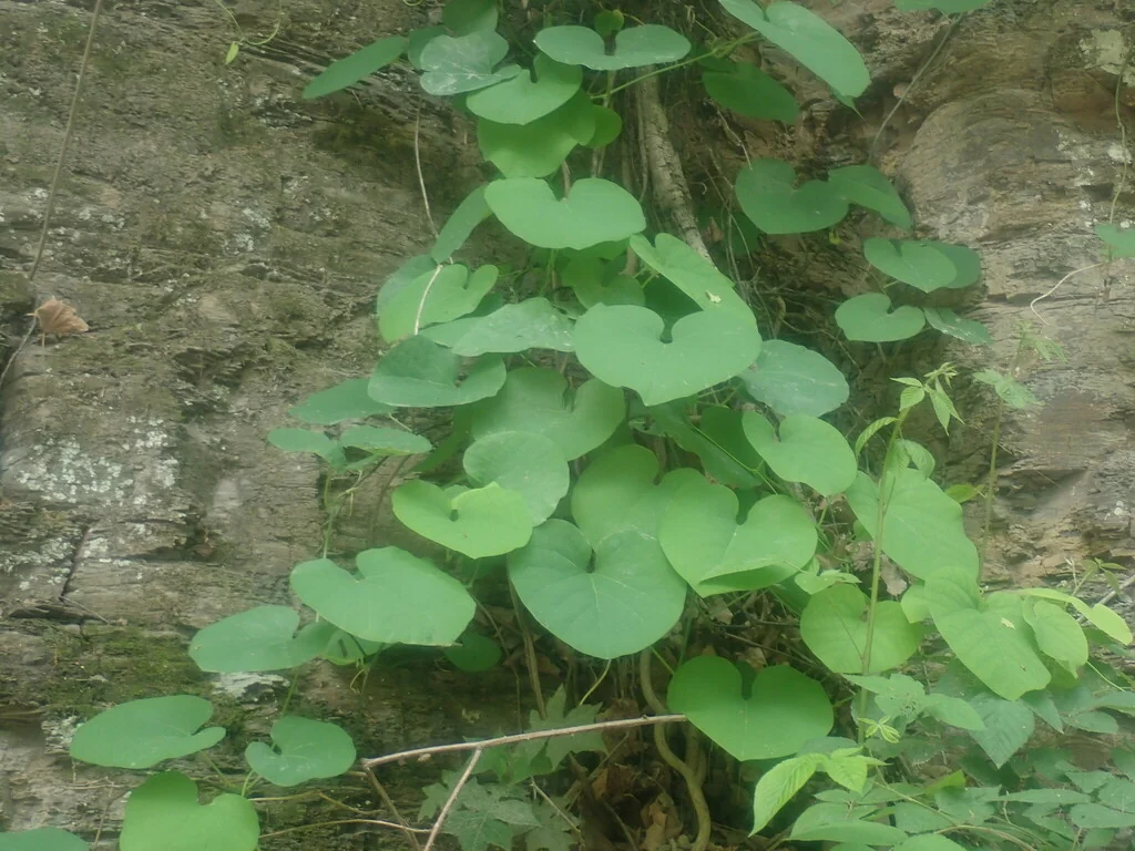 Aristolochia Durior