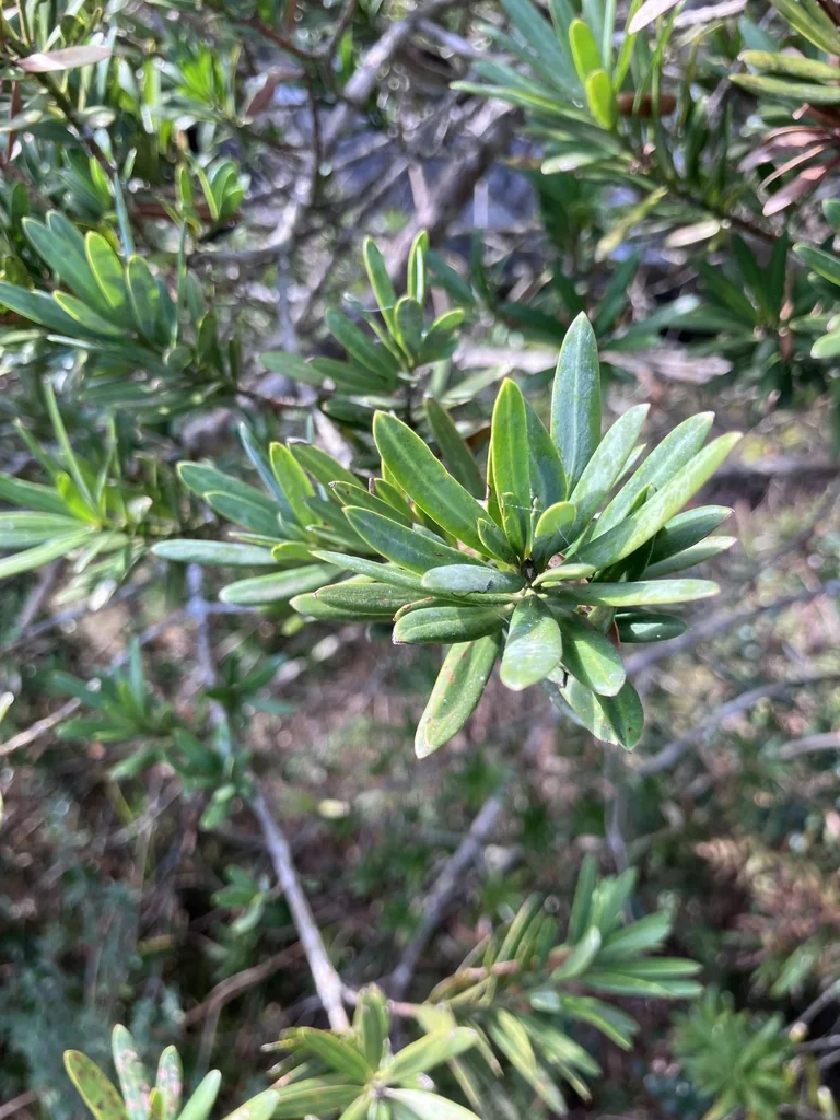 Podocarpus Latifolius