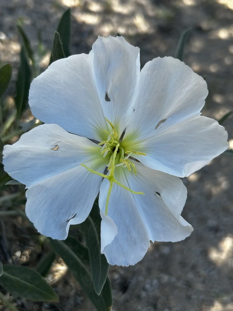 Oenothera californica