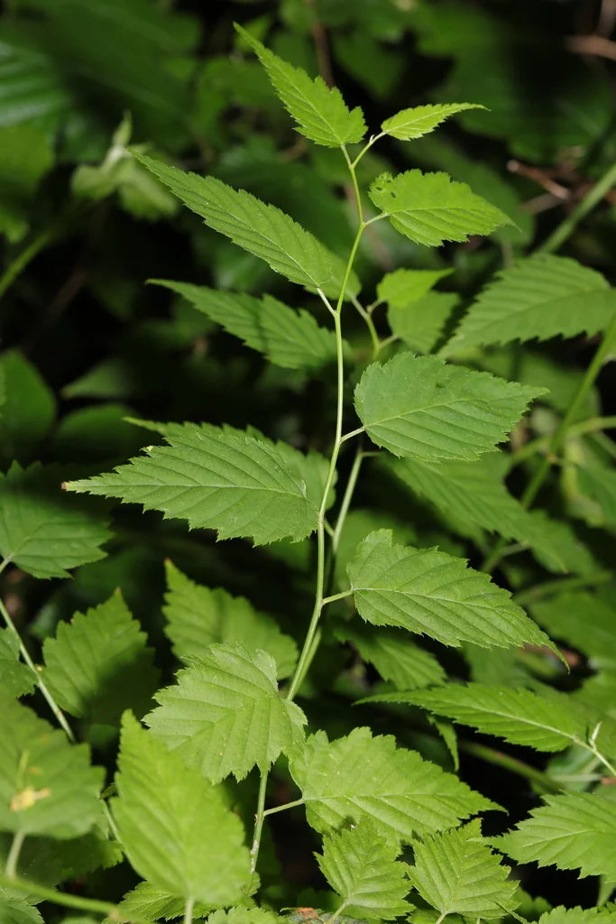 Kerria Japonica