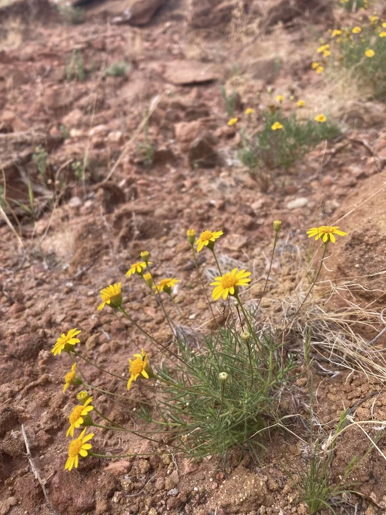 Thymophylla Pentachaeta