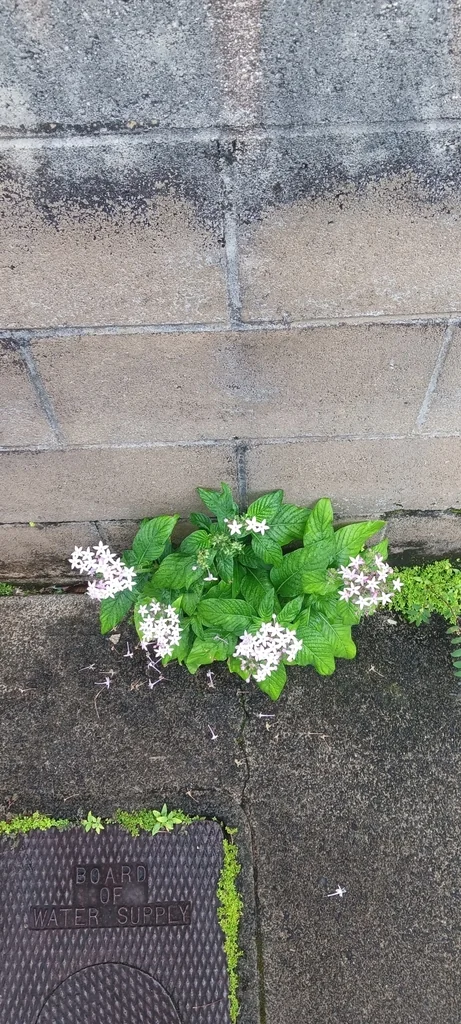 Pentas lanceolata