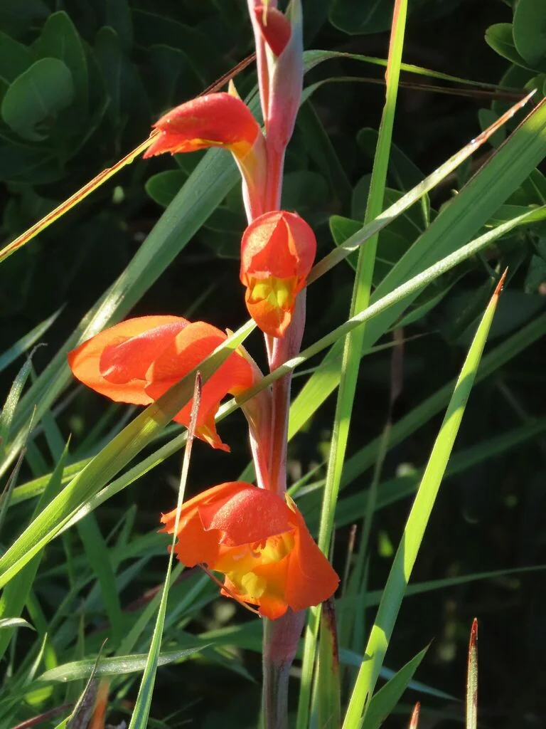 Gladiolus Dalenii