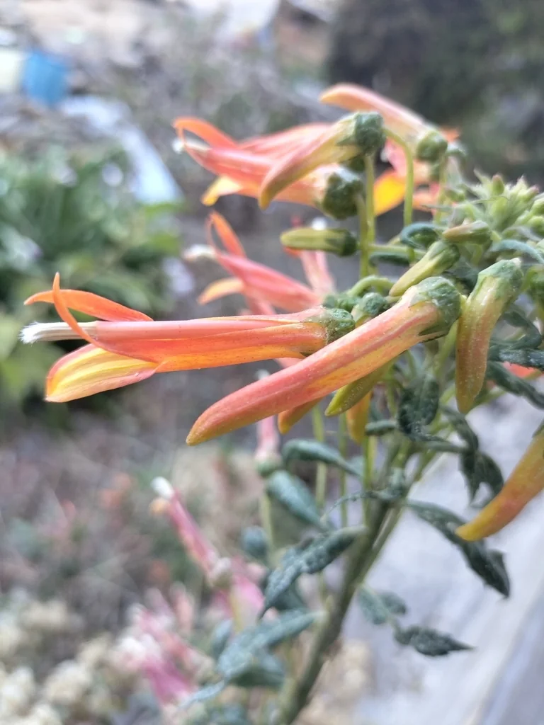 Lobelia Laxiflora