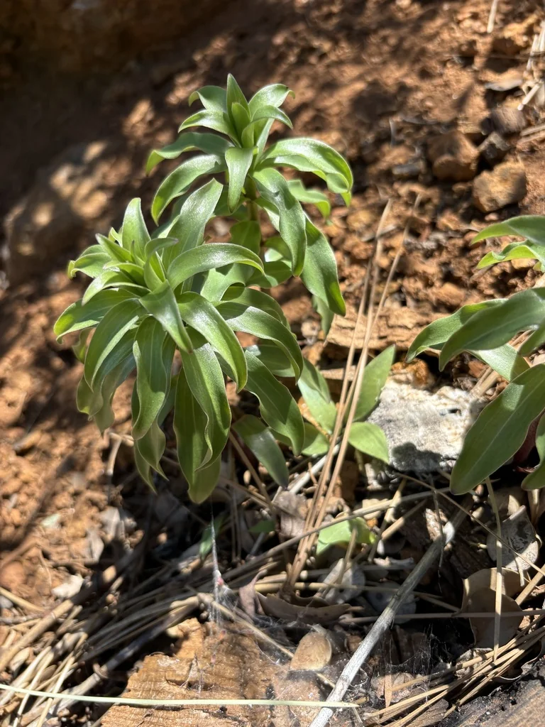 Lilium Humboldtii