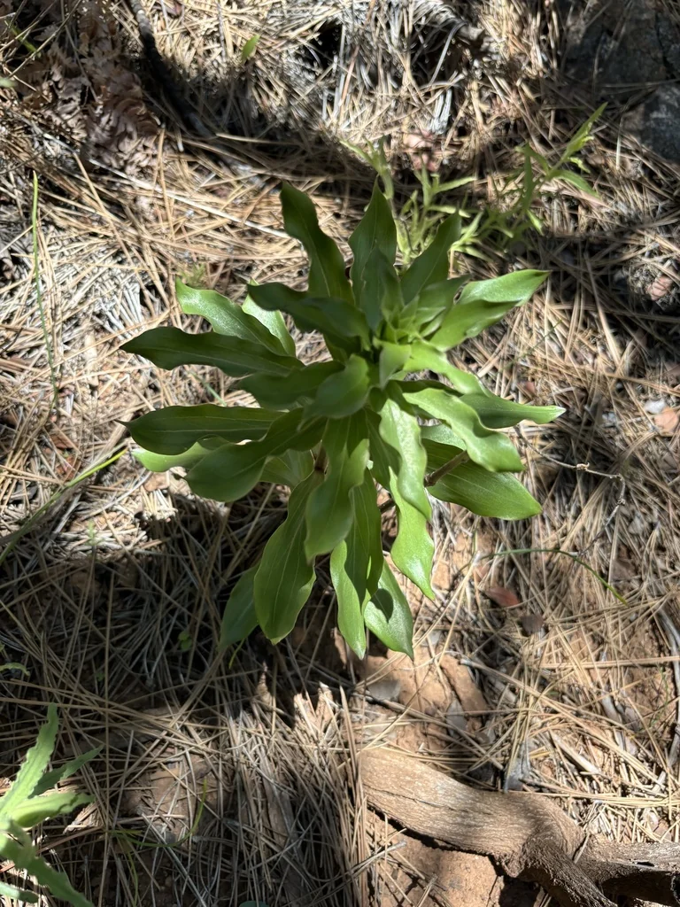 Lilium Humboldtii