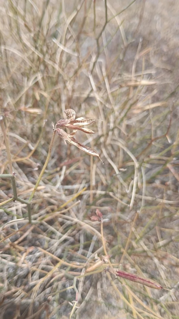 Lotus Rigidus