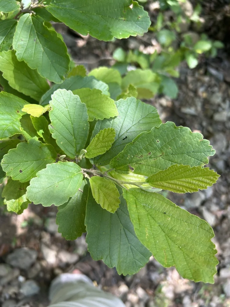Hamamelis Vernalis