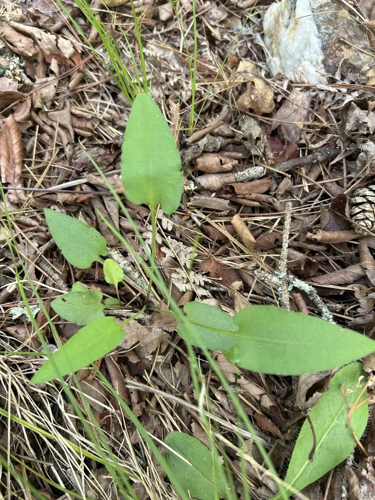 Symphyotrichum Oolentangiense