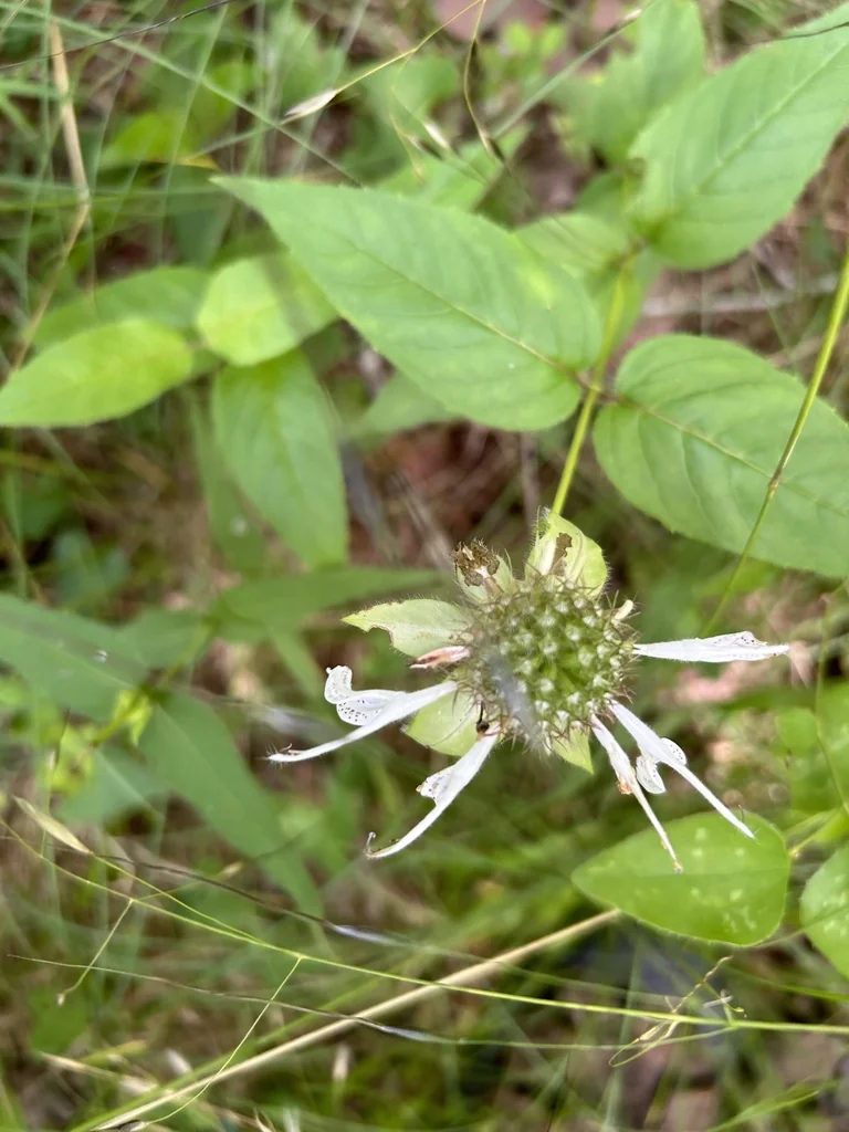 Monarda Bradburiana