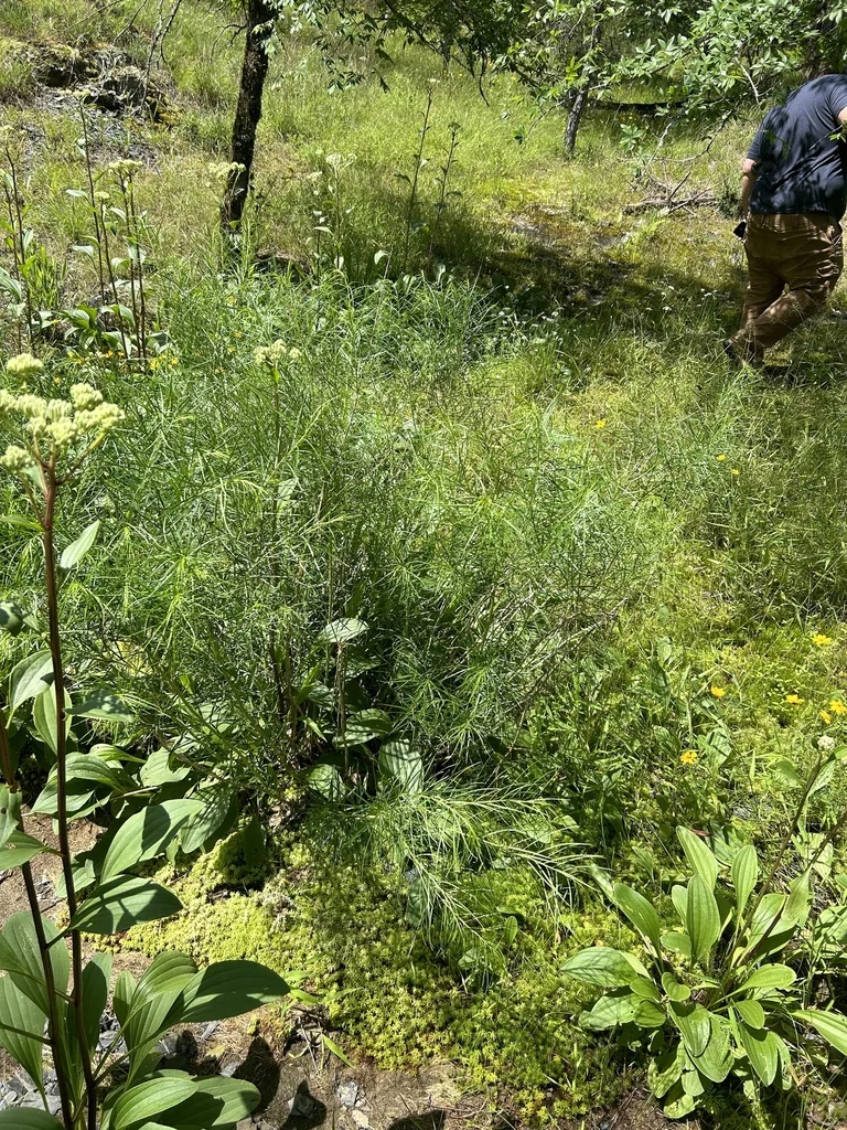 Amsonia Hubrichtii