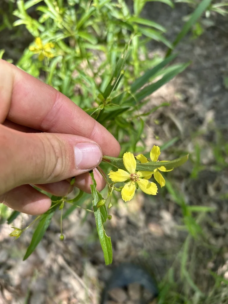 Lysimachia Lanceolata