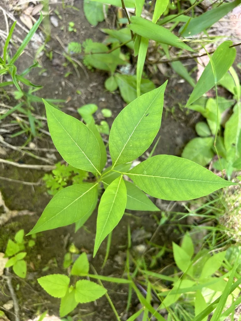 Amsonia tabernaemontana