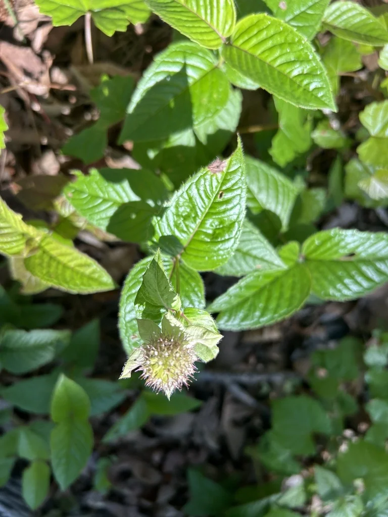 Monarda Bradburiana