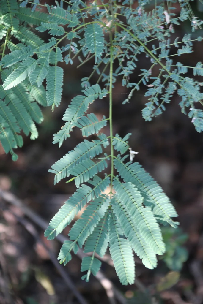 Acacia Galpinii
