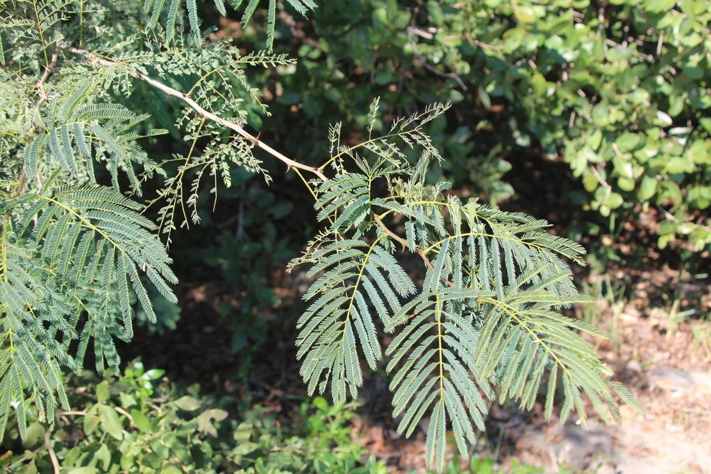 Acacia Galpinii