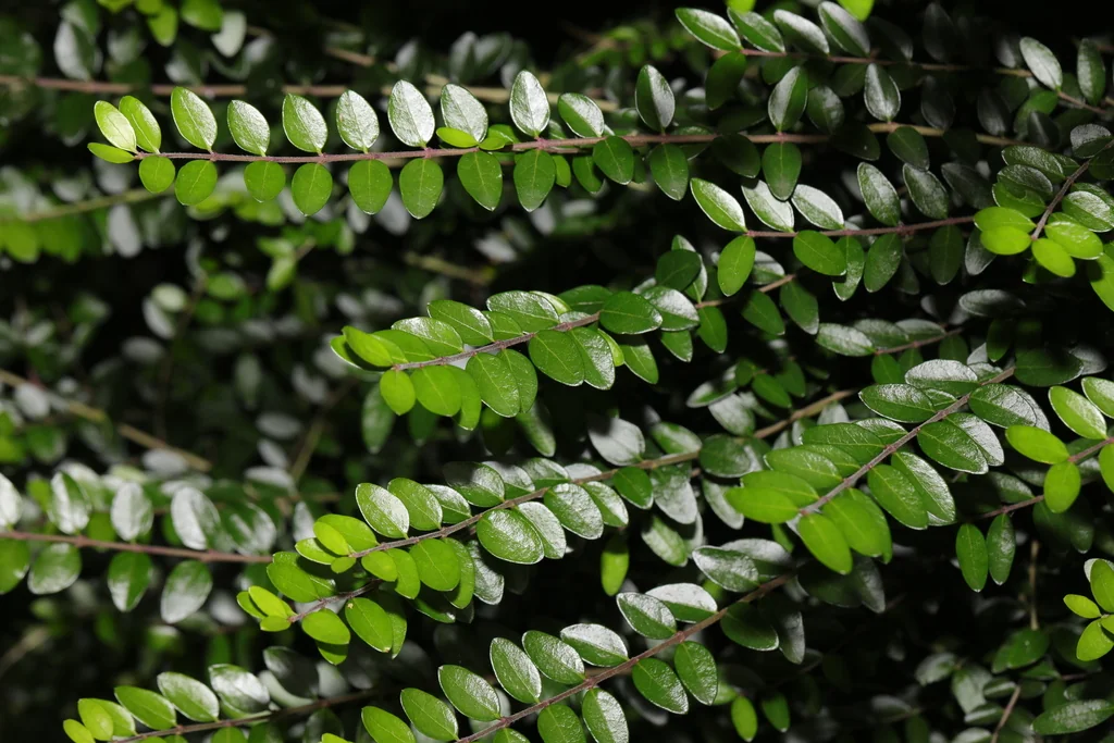 Lonicera Nitida