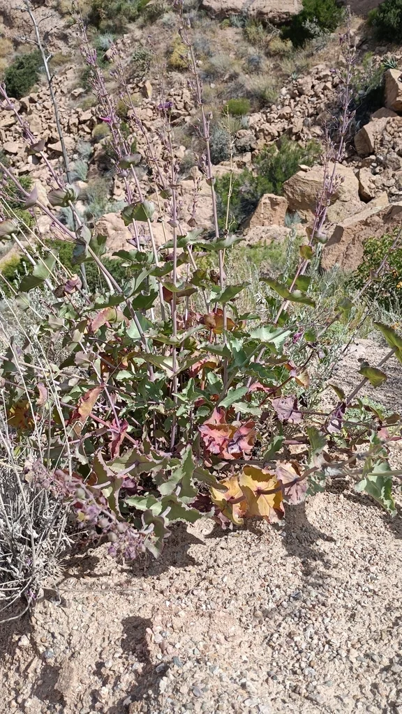 Penstemon Pseudospectabilis