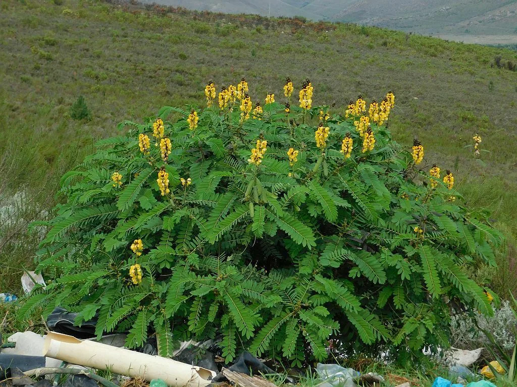 Senna Didymobotrya