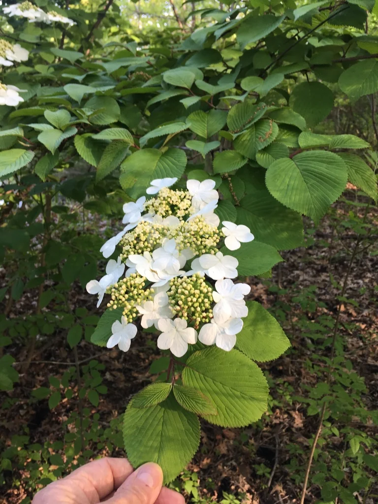 Viburnum Plicatum Tomentosum