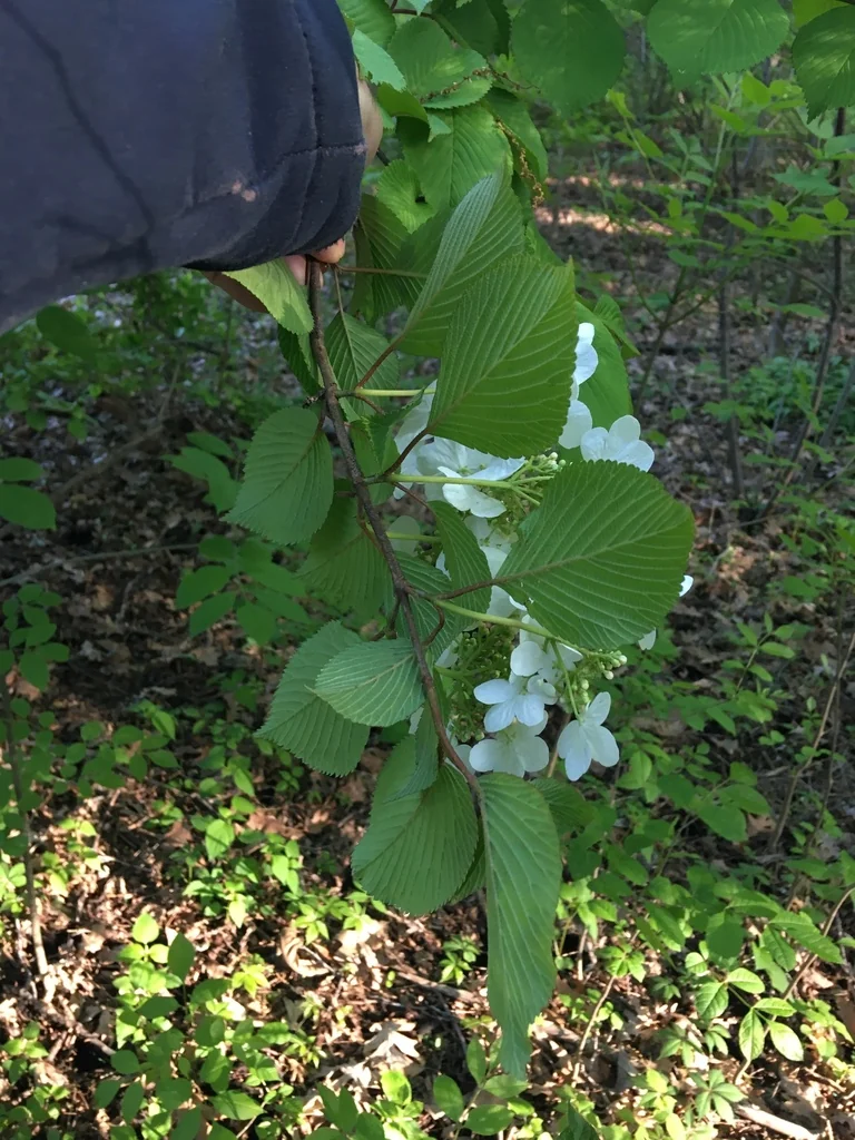 Viburnum Plicatum Tomentosum