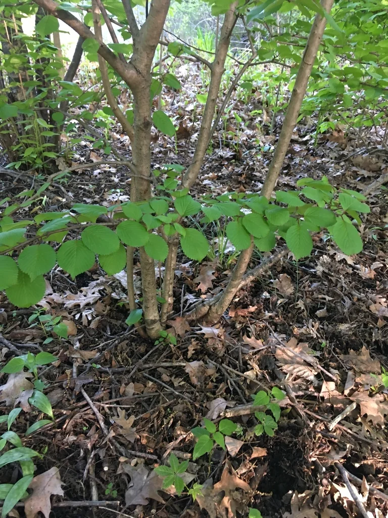 Viburnum Plicatum Tomentosum
