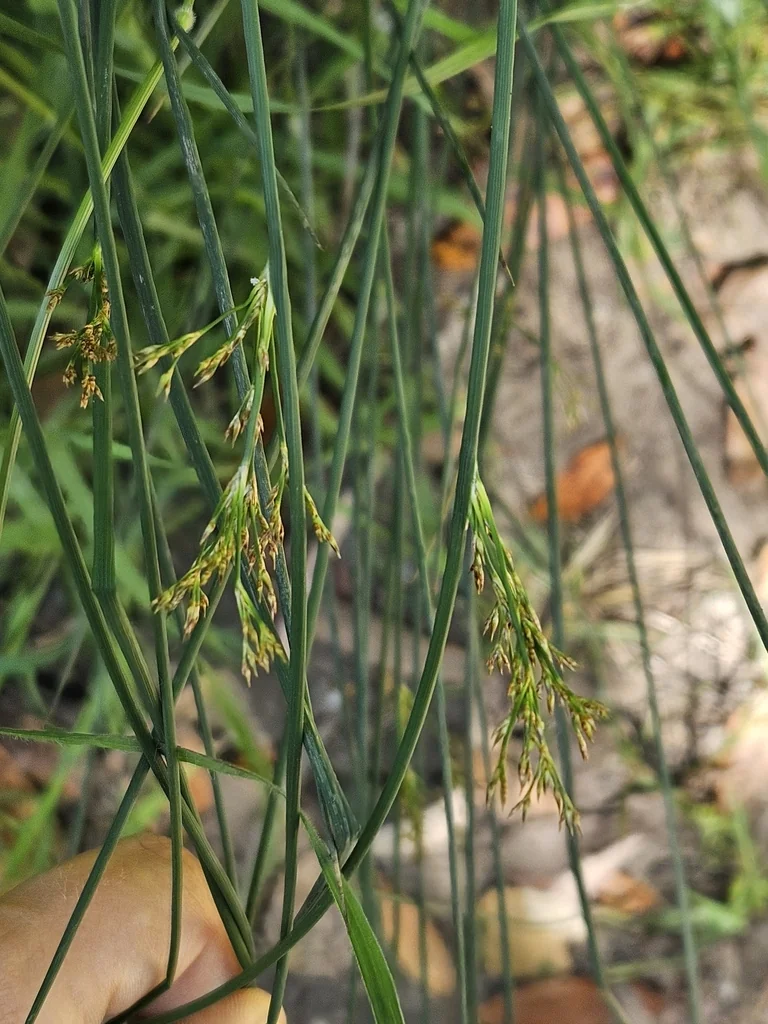 Juncus Patens