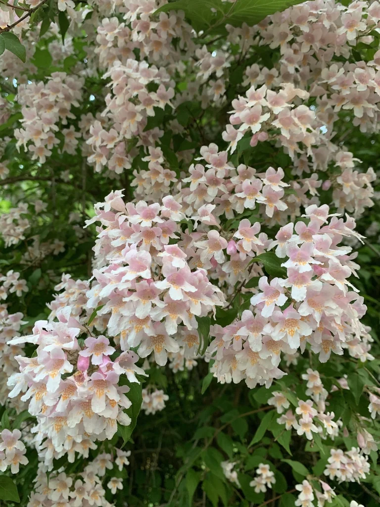 Kolkwitzia Amabilis
